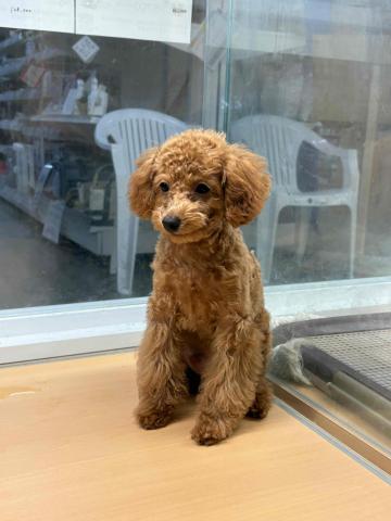 新潟県のトイプードル(トイ) (ペットアミ 柏崎店/2025年5月16日生まれ/男の子/レッド)の子犬の3枚目の画像