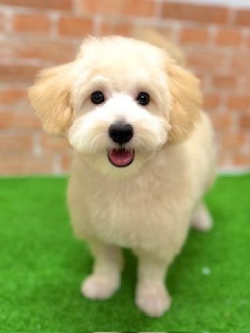 新潟県のハーフ犬・ミックス犬 (ペットアミ 柏崎店/2025年5月24日生まれ/男の子/クリーム)の子犬の1枚目の画像