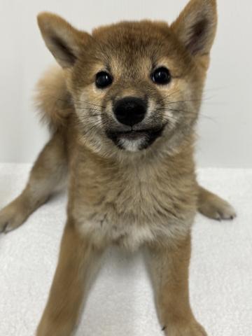 柴犬