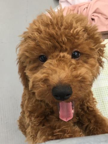 群馬県のトイプードル(トイ) (ペットアミ 前橋店/2025年5月10日生まれ/男の子/レッド)の子犬の2枚目の画像
