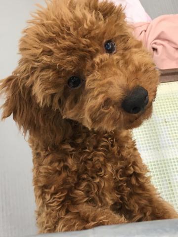 群馬県のトイプードル(トイ) (ペットアミ 前橋店/2025年5月10日生まれ/男の子/レッド)の子犬の3枚目の画像