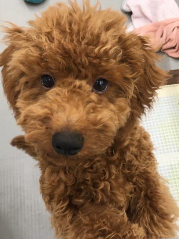 群馬県のトイプードル(トイ) (ペットアミ 前橋店/2025年5月10日生まれ/男の子/レッド)の子犬の4枚目の画像