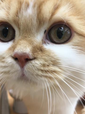 スコティッシュフォールド子猫