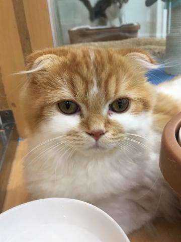 スコティッシュフォールド子猫