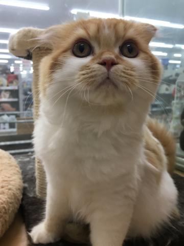 スコティッシュフォールド子猫