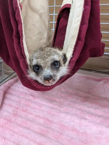 ミーアキャット