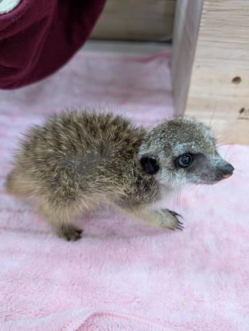 ミーアキャット