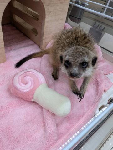 ミーアキャット