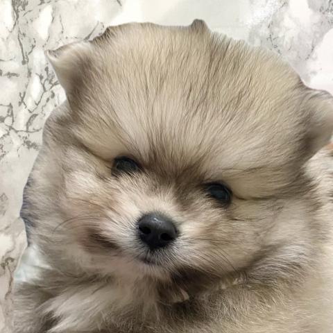 ポメラニアン