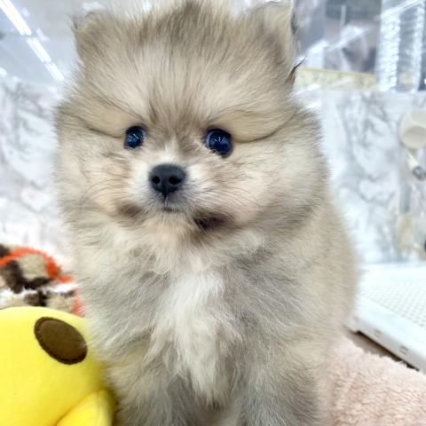 ポメラニアン