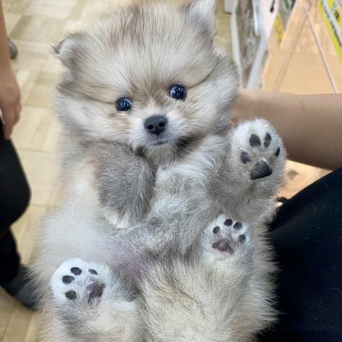 ポメラニアン