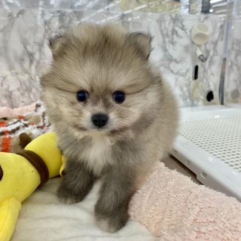 ポメラニアン