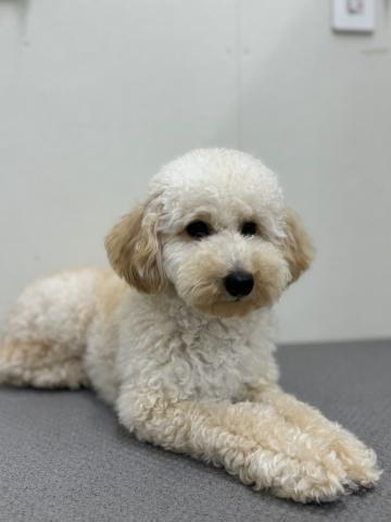 新潟県のトイプードル(トイ) (ペットアミ 小千谷店/2025年1月11日生まれ/女の子/レッド)の子犬の1枚目の画像