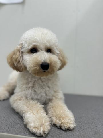 新潟県のトイプードル(トイ) (ペットアミ 小千谷店/2025年1月11日生まれ/女の子/レッド)の子犬の2枚目の画像