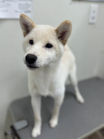 柴犬