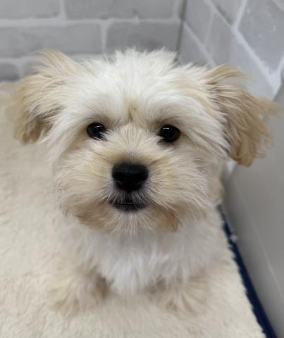 三重県のハーフ犬・ミックス犬 (ペットアミ 松阪店/2025年6月21日生まれ/女の子/その他色)の子犬