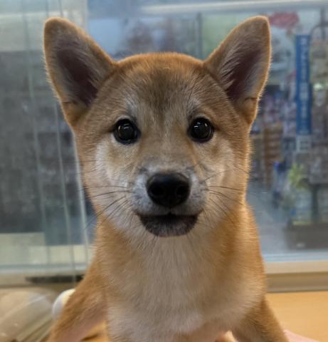 柴犬