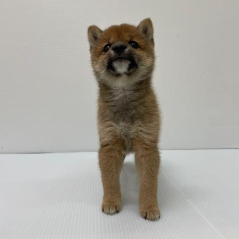 柴犬