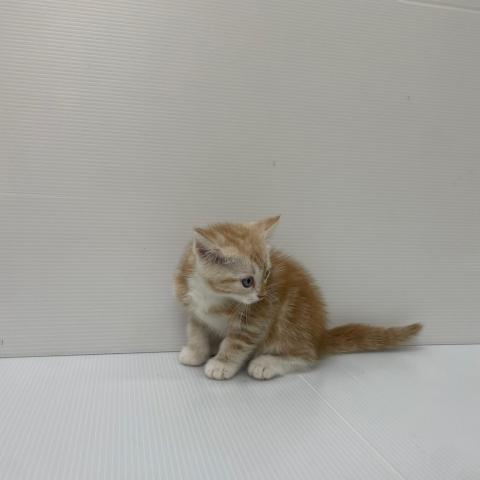 マンチカン