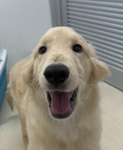 ゴールデンレトリーバー