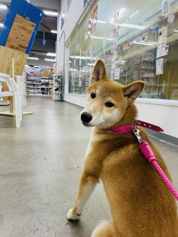 柴犬