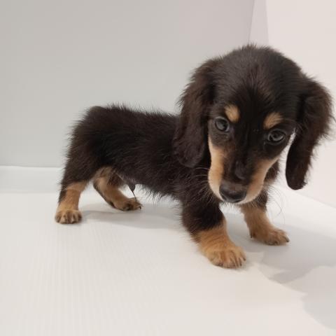 ミニチュアダックスフンド子犬