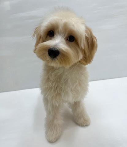 和歌山県のハーフ犬・ミックス犬 (ペットアミ 岩出店/2025年3月23日生まれ/男の子/アプリコット)の子犬の1枚目の画像