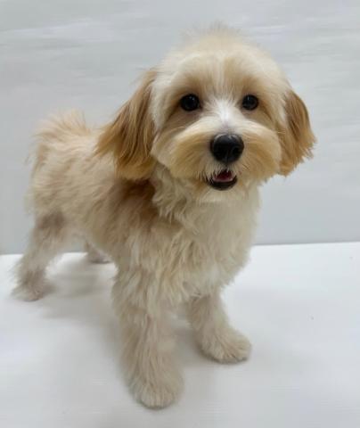 和歌山県のハーフ犬・ミックス犬 (ペットアミ 岩出店/2025年3月23日生まれ/男の子/アプリコット)の子犬の2枚目の画像