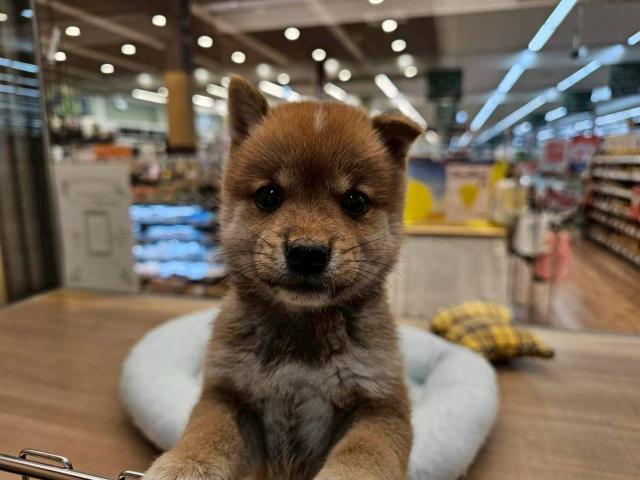 柴犬