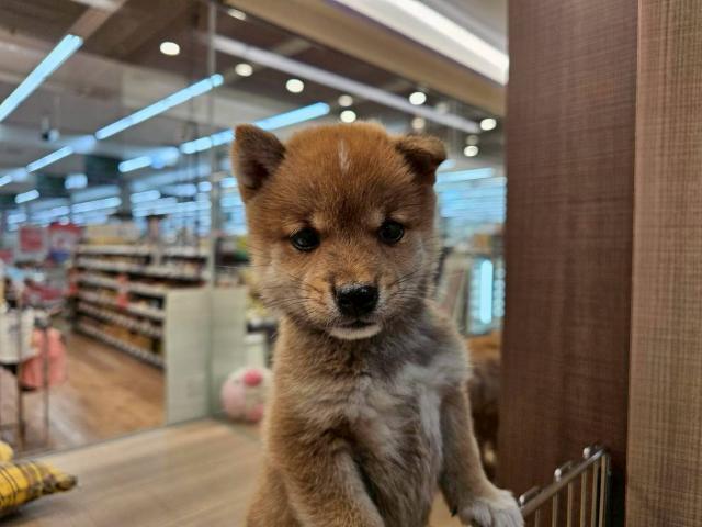 柴犬