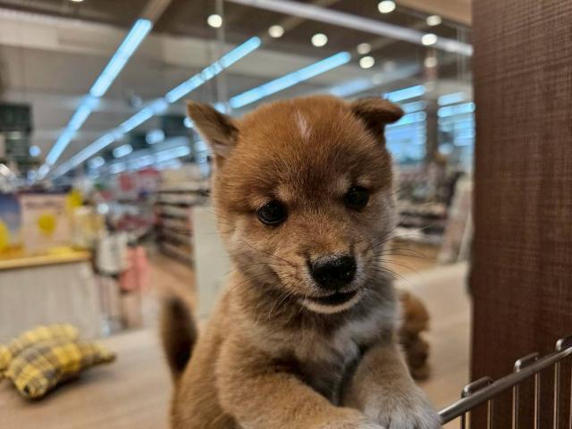 柴犬