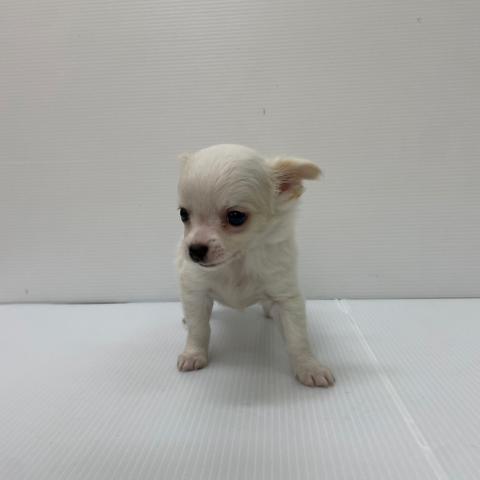 新潟県のチワワ(ロング) (ペットアミ 新発田店/2025年8月9日生まれ/男の子/ホワイト)の子犬の3枚目の画像