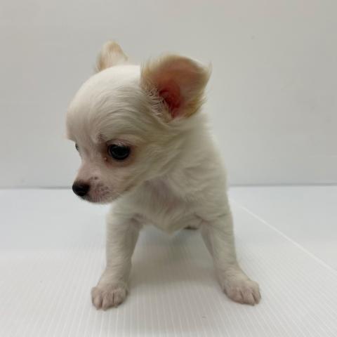 新潟県のチワワ(ロング) (ペットアミ 新発田店/2025年8月9日生まれ/男の子/ホワイト)の子犬の4枚目の画像