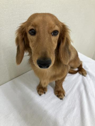 ミニチュアダックスフンド