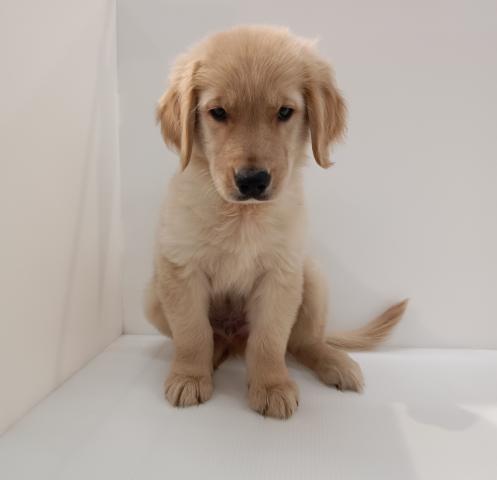 ゴールデンレトリーバー子犬