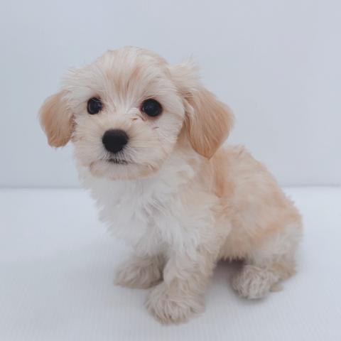 新潟県のハーフ犬・ミックス犬 (ペットアミ 新津店/2025年8月10日生まれ/男の子/アプリコット)の子犬の2枚目の画像