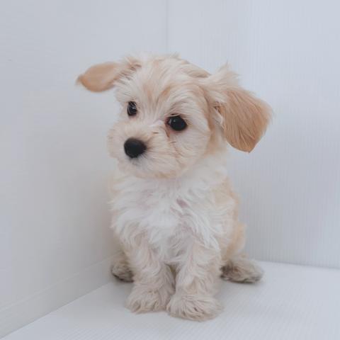 新潟県のハーフ犬・ミックス犬 (ペットアミ 新津店/2025年8月10日生まれ/男の子/アプリコット)の子犬の3枚目の画像