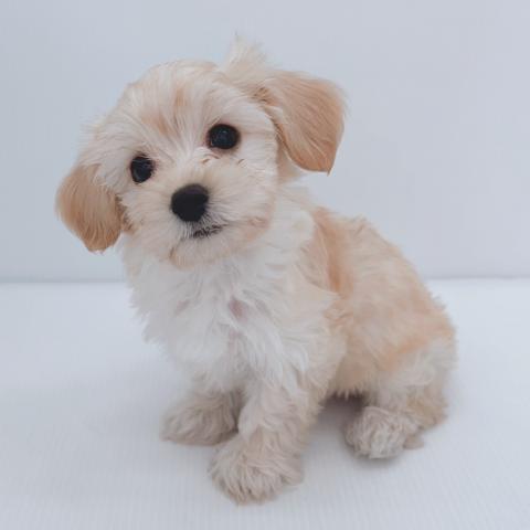 新潟県のハーフ犬・ミックス犬 (ペットアミ 新津店/2025年8月10日生まれ/男の子/アプリコット)の子犬の4枚目の画像