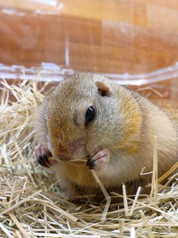 リチャードソンジリス