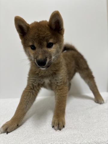 新潟県の柴犬(標準サイズ) (ペットアミ 加茂店/2025年7月19日生まれ/男の子/赤)の子犬の2枚目の画像