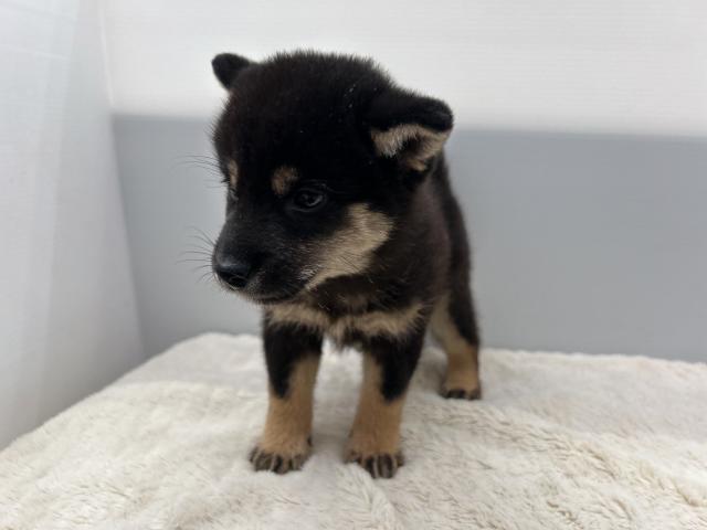 柴犬