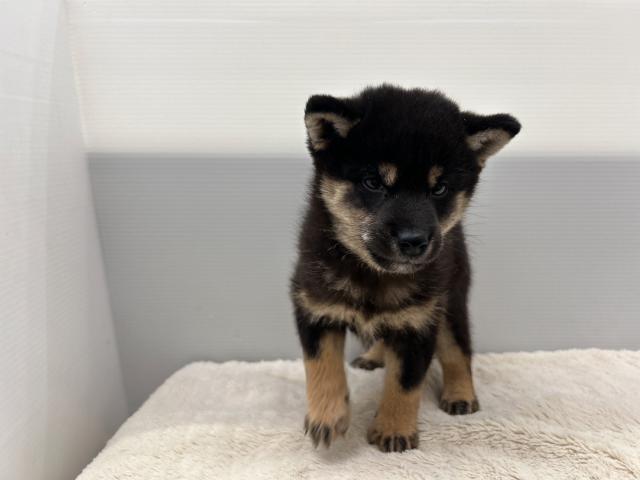 柴犬