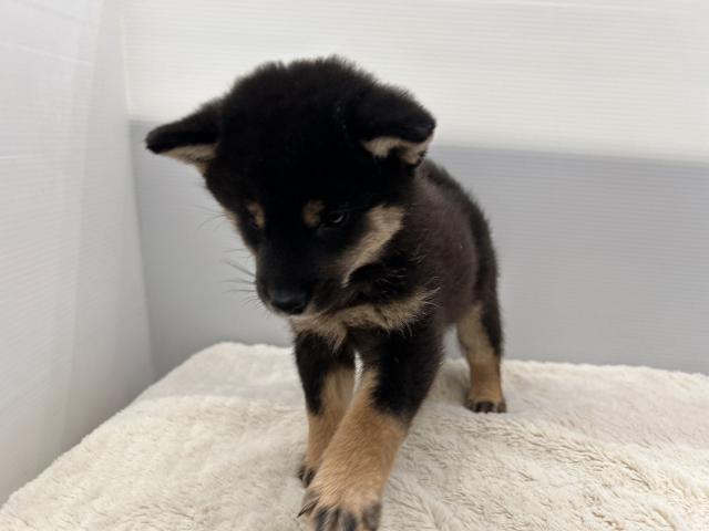 柴犬