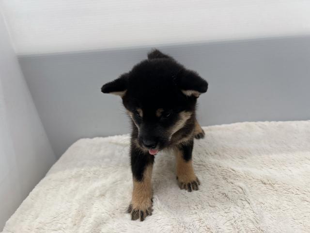 柴犬