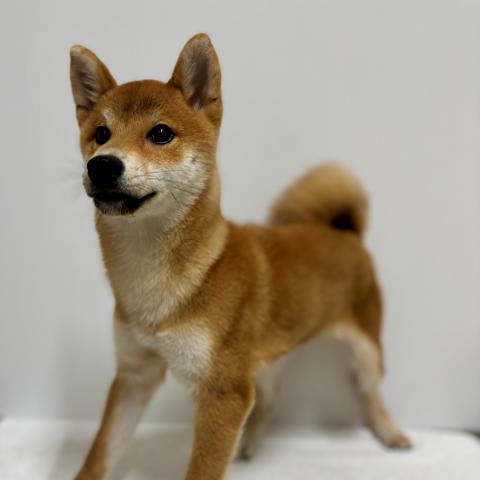 柴犬