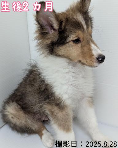 秋田県のシェットランドシープドッグ (ペットアミ 大曲店/2025年7月4日生まれ/男の子/セーブルホワイト)の子犬の2枚目の画像