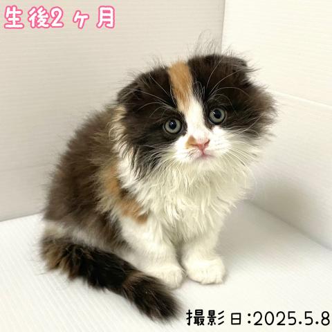秋田県のスコティッシュフォールドブラックタン&ホワイト (ペットアミ 大曲店/2025年4月4日生まれ/女の子/キャリコブラックタン&ホワイト)の子猫の2枚目の画像