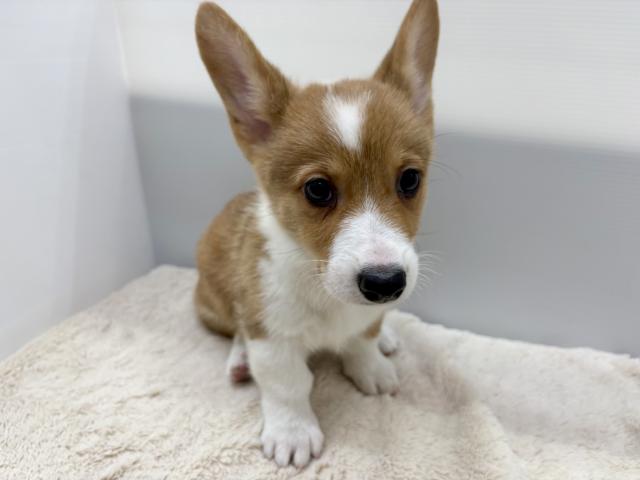 新潟県のウェルシュコーギーペンブローク (ペットアミ 新潟西店/2025年7月23日生まれ/男の子/レッドホワイト)の子犬の2枚目の画像