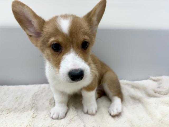 新潟県のウェルシュコーギーペンブローク (ペットアミ 新潟西店/2025年7月23日生まれ/男の子/レッドホワイト)の子犬の3枚目の画像