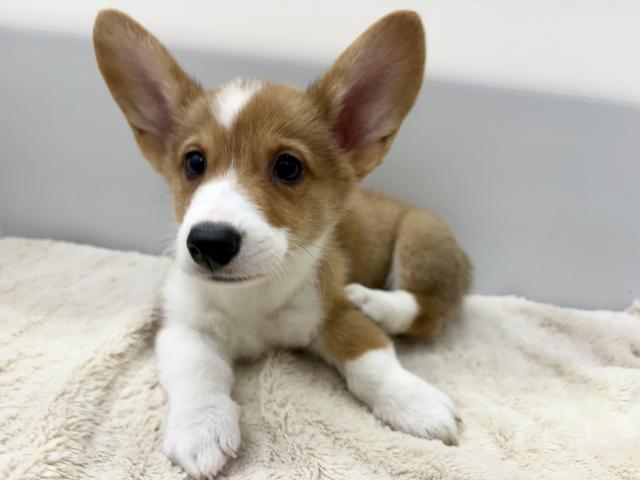 新潟県のウェルシュコーギーペンブローク (ペットアミ 新潟西店/2025年7月23日生まれ/男の子/レッドホワイト)の子犬の4枚目の画像